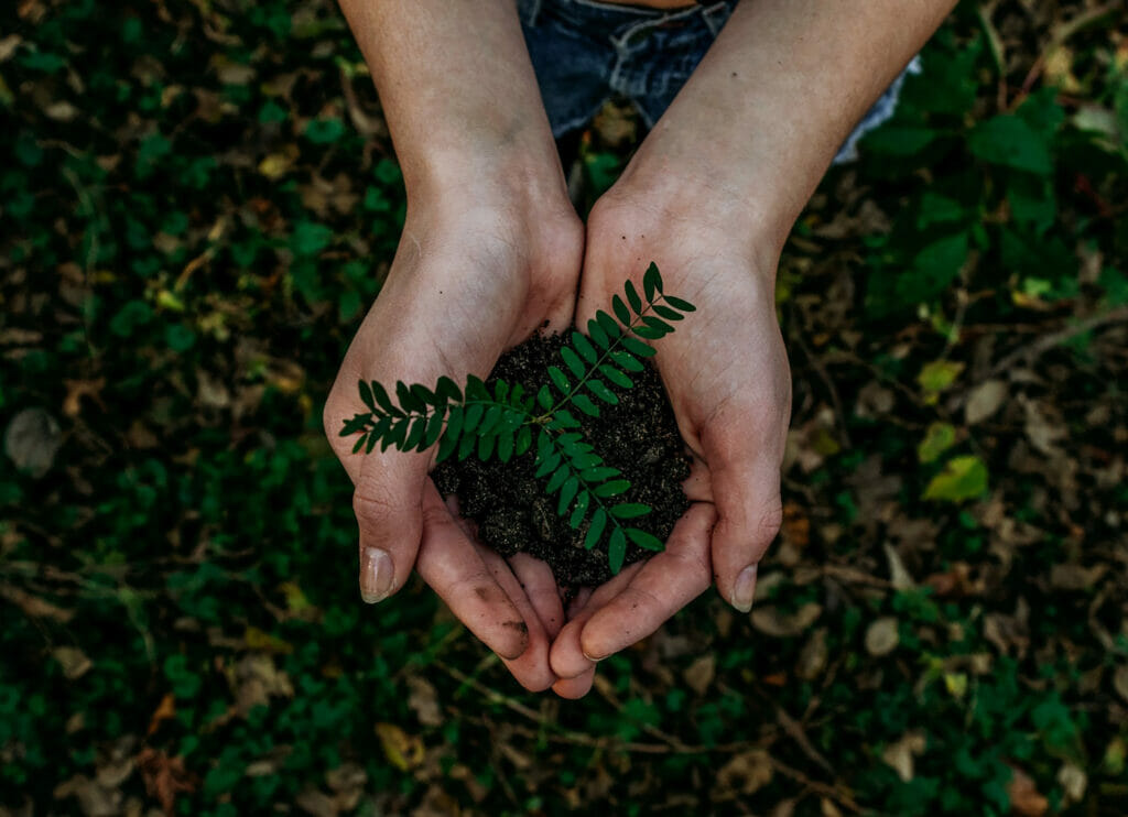 Hands holding a plant